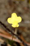 Zigzag bladderwort